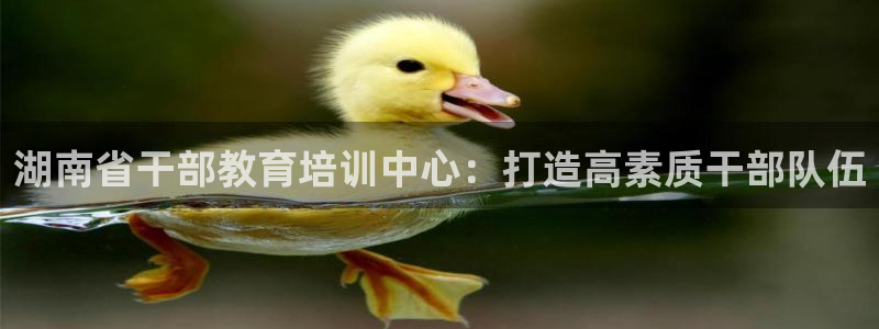 新宝5娱乐方
