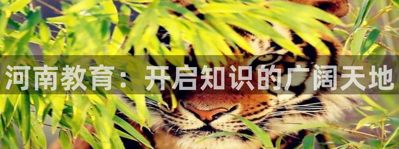 新宝股东瞧听2 5 5